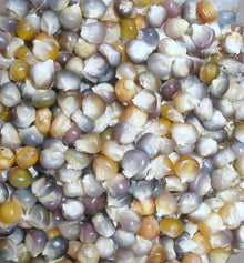 Glass Gem Corn Seeds