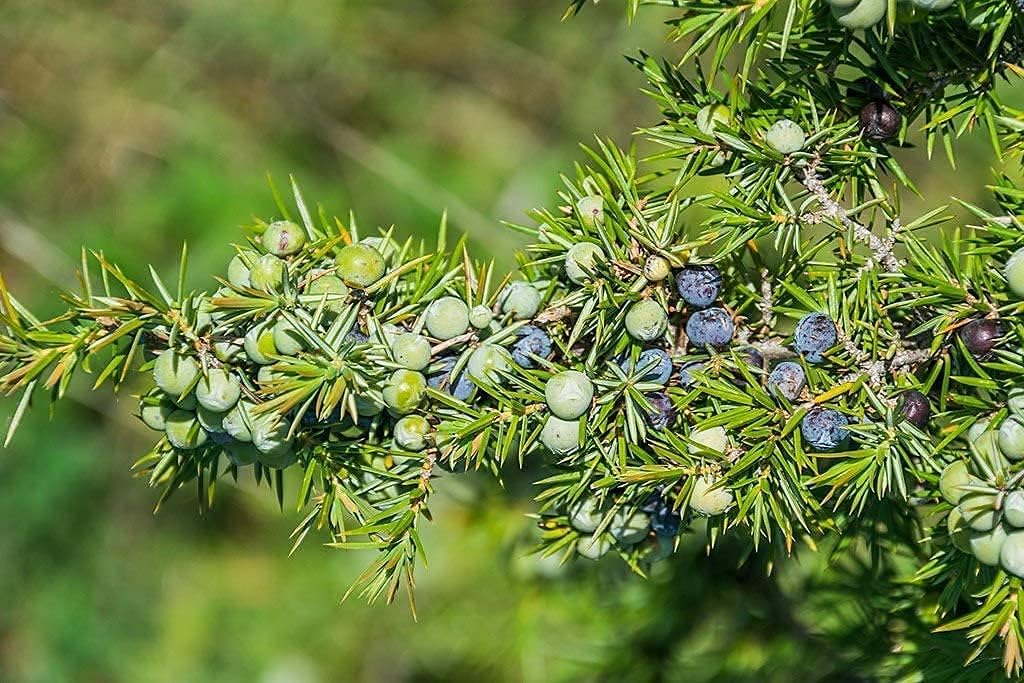 Common Juniper Seeds up to 50%