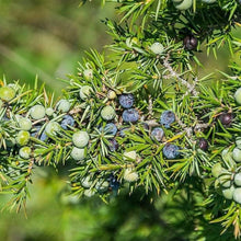 Common Juniper Seeds