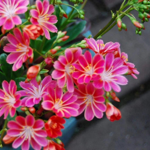 Lewisia Cotyledon Flower Seeds