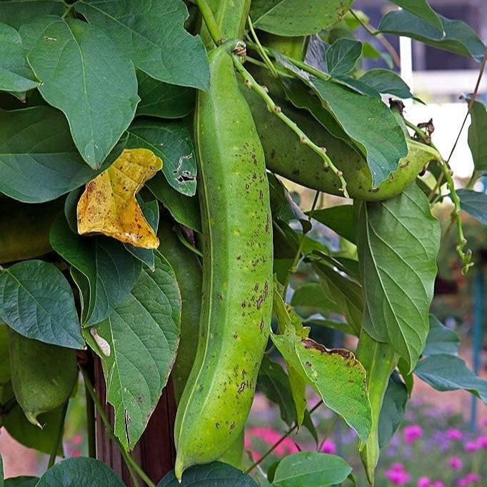 Canavalia ensiformis (Jack Bean) Seeds – Fast-Growing Tropical Legume – up to 50%