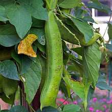 Jack Bean Seeds