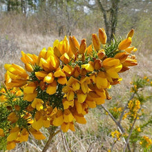Common Gorse Seeds