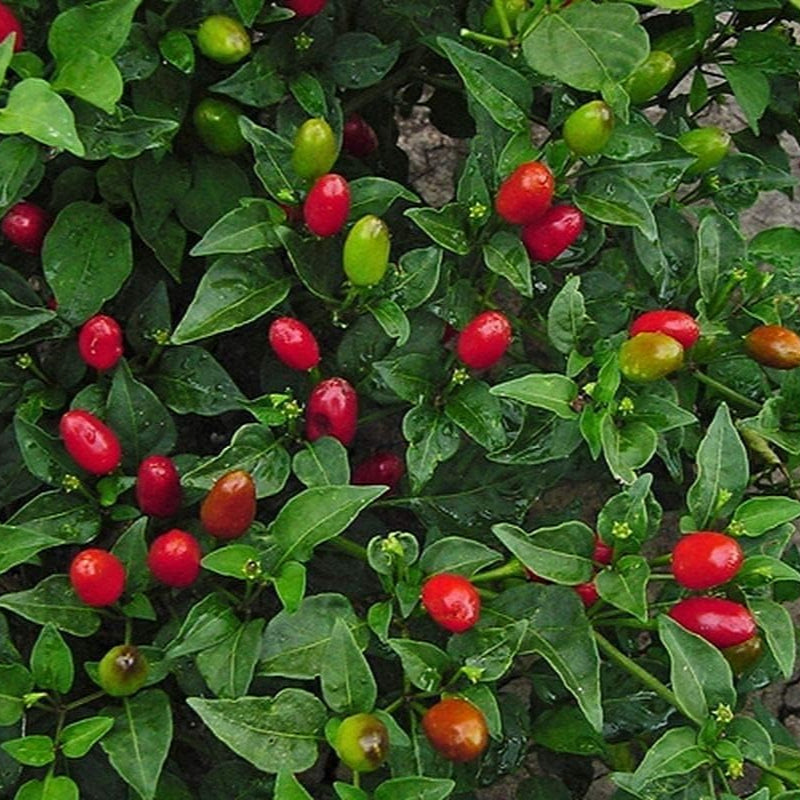 Chile Pequin Pepper Seeds up to 50%