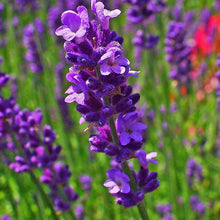 English Lavender Herb Seeds