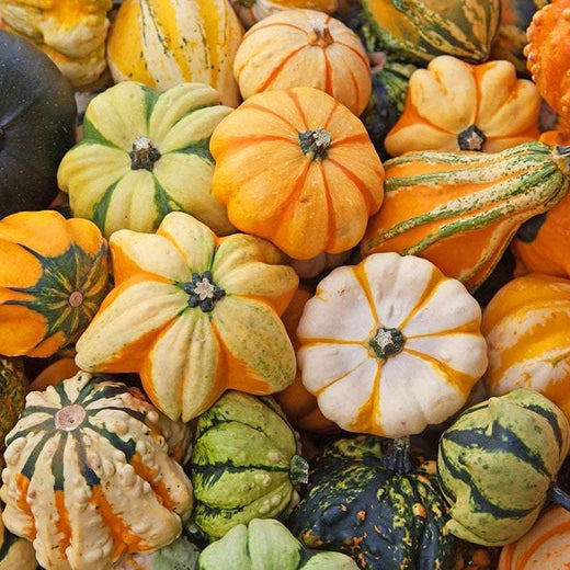 Ornamental Pumpkin Mix Seeds