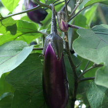 Long Purple Eggplant Seeds