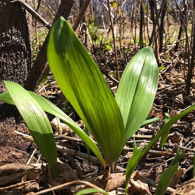 Wild Leek (Allium tricoccum) Seeds – Heirloom Ramp &amp; Wild Onion – up to 50%