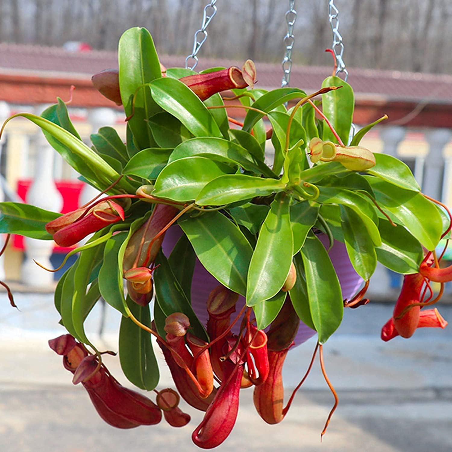 Tropical Pitcher Plant Seeds up to 50%