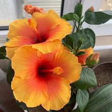 Hibiscus Flower Seeds