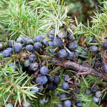 Common Juniper Seeds