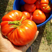 Big Beef Tomato Seeds
