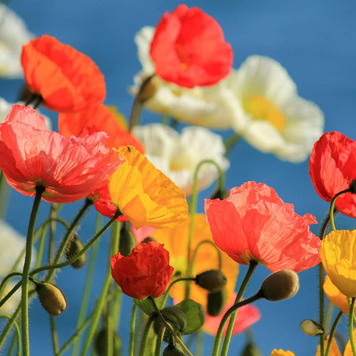 Eschscholtzia California Poppy Seeds