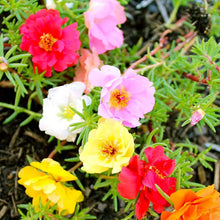 Moss Rose Flower Seeds