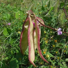 Purple Hyacinth Bean Seeds
