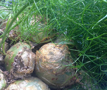 Climbing Onion Seeds