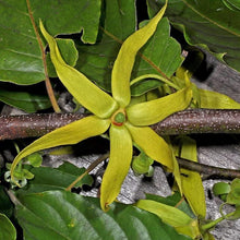 Ylang Ylang Tree Seeds