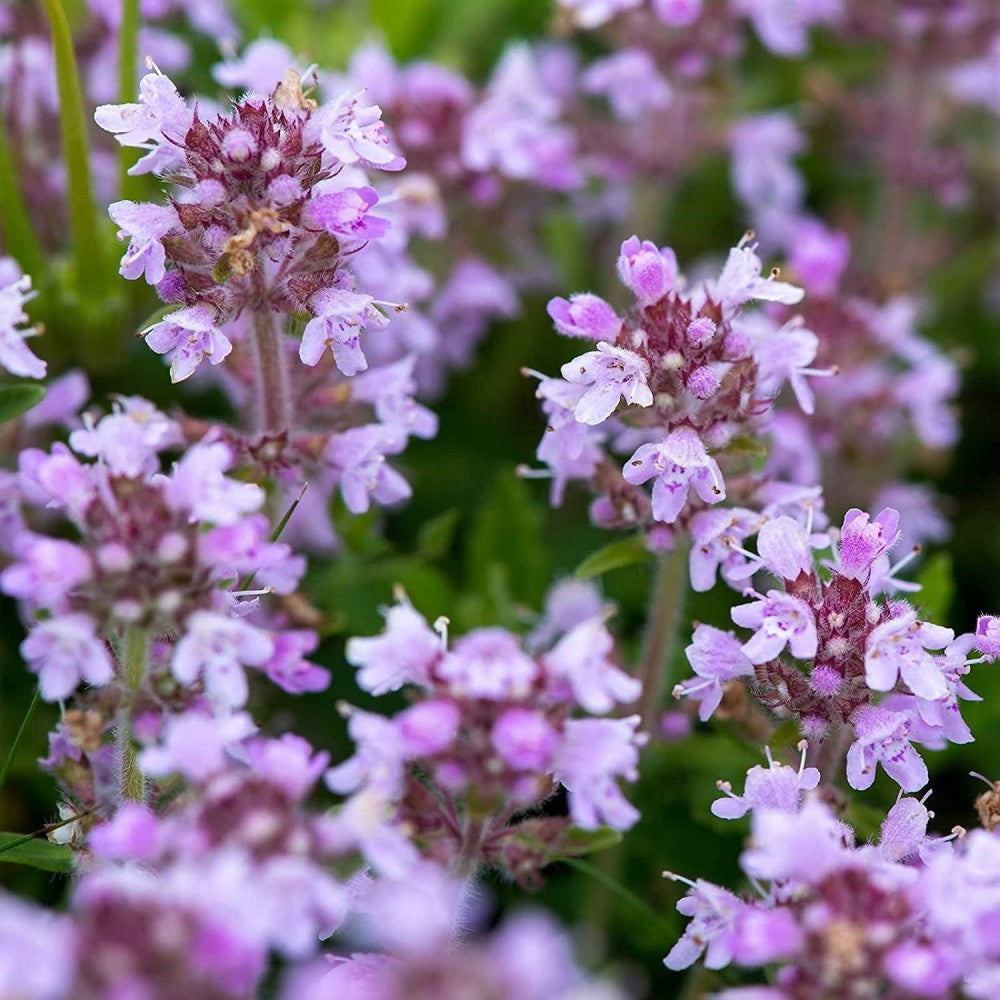 Creeping Thyme Seeds - Lavender Beautiful Ground Cover
