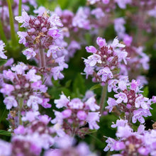 Creeping Thyme Seeds Lavender Beautiful Ground Cover