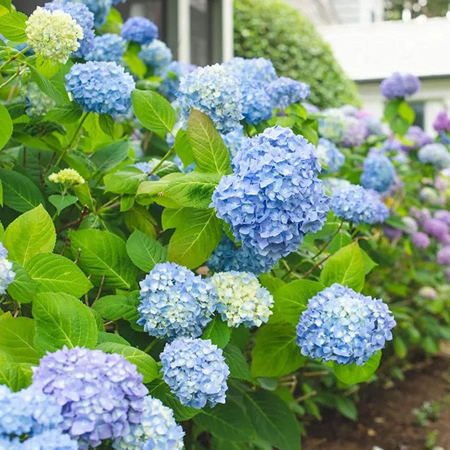 Mixed Hydrangea Flower Seeds up to 50%