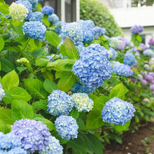 Mixed Hydrangea Flower Seeds
