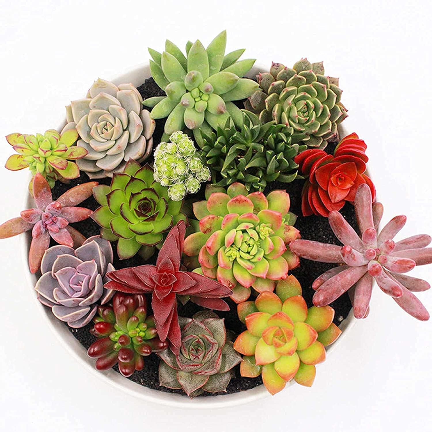 Mixed Succulent Plant Seeds up to 50%