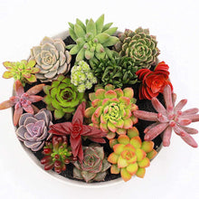 Succulent Seeds - Mix