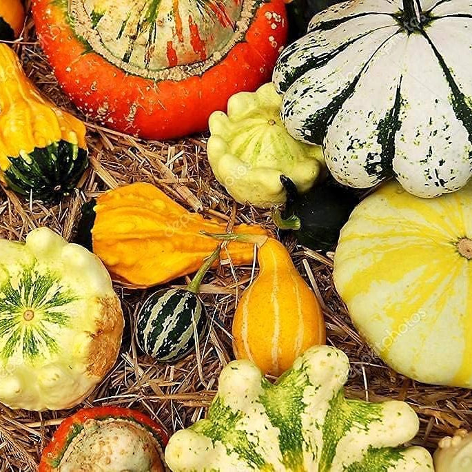 Decorative Pumpkin Mix Seeds up to 50%