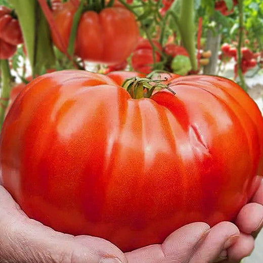 Big Beef Tomato Seeds