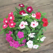 Vinca Seeds - Mixed Periwinkle
