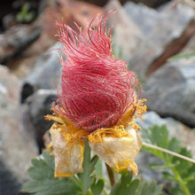 Prairie Smoke Flower Seeds