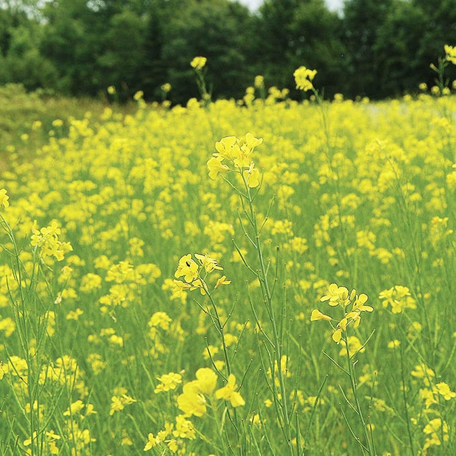 Pacific Gold Mustard Seeds up to 50%