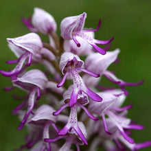 Monkey Orchid Flower Seeds