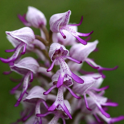 Monkey Orchid Flower Seeds