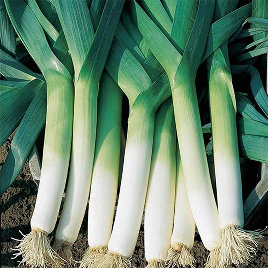American Flag Leek Seeds  up to 50%