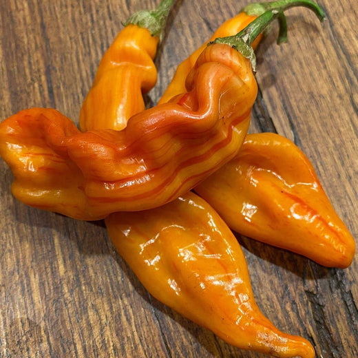 Striped Sugar Rush Bacon Malawi Piquante Pepper Seeds