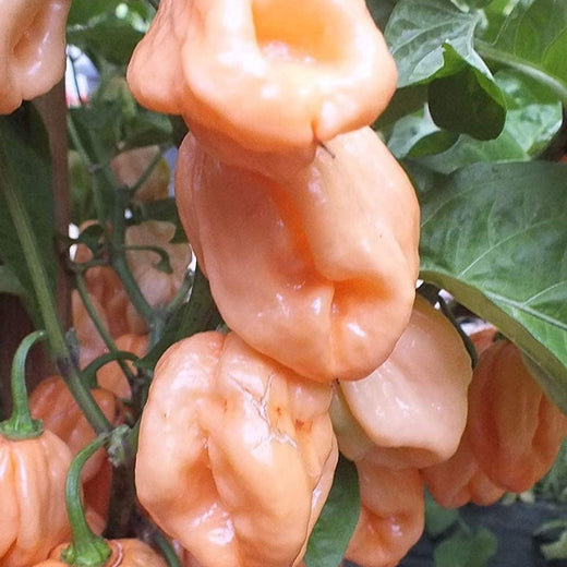 Pink Pepper Seeds