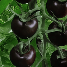Black Tomato Seeds