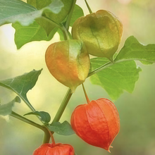 Chinese Lantern Seeds