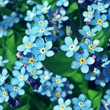 Forget Me Not Flower Seeds