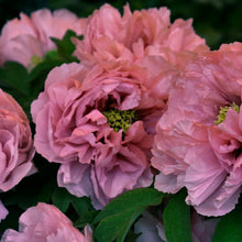 Peony Portulaca Grandiflora Seeds