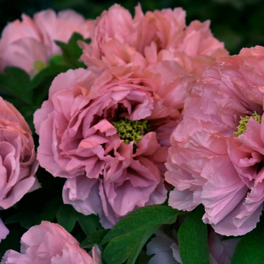 Peony Portulaca Grandiflora Seeds