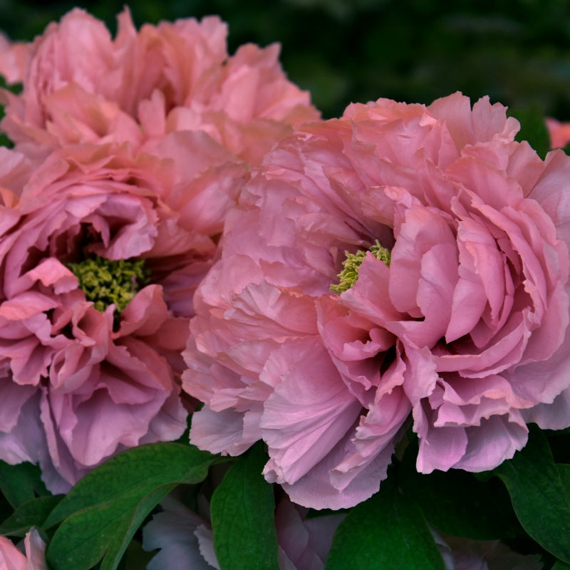 Peony Portulaca Grandiflora Seeds