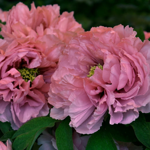 Peony Portulaca Grandiflora Seeds