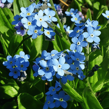 Forget Me Not Flower Seeds