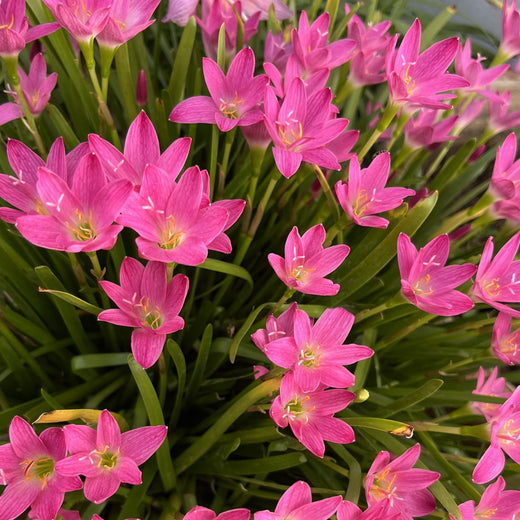Rain Lily Seeds - Mixed