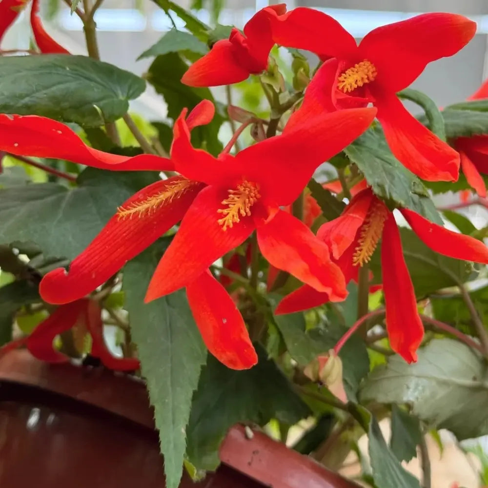 Boliviensis Begonia Santa Cruz Sunset Seeds