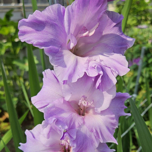 Gladiolus Seeds - Purple