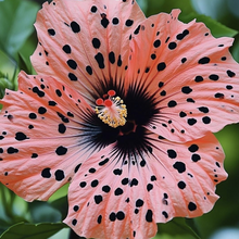 Transgenic Spotted Flower Seeds