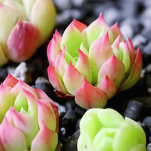 Succulent Seeds